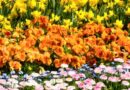 Comment Aménager un Tapis de Fleurs dans Votre Jardin